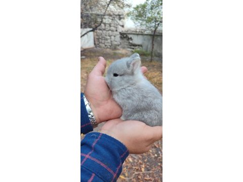 Cüce tavşan (netharlend dwarf)