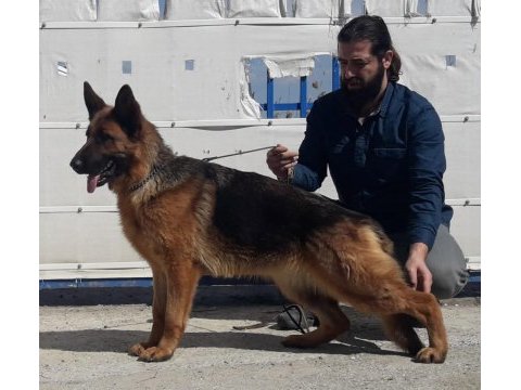 Alman çoban köpeği
