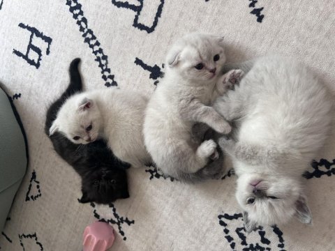 Scottish fold yavrularımız yeni yuva arıyor!