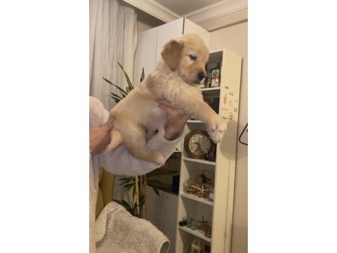 Dişi golden retriever yavrular