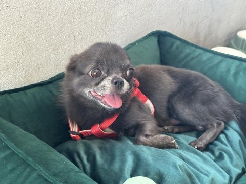 Chihuahua erkek 5 yaşında