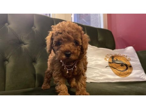 Pets world kentpark garantisi ile toy poodle yavrularımız