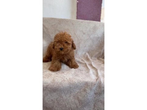 Toy poodle