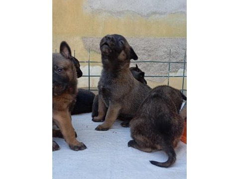 Belçika malinois yavruları aşil ve zeyna eşlemesinden