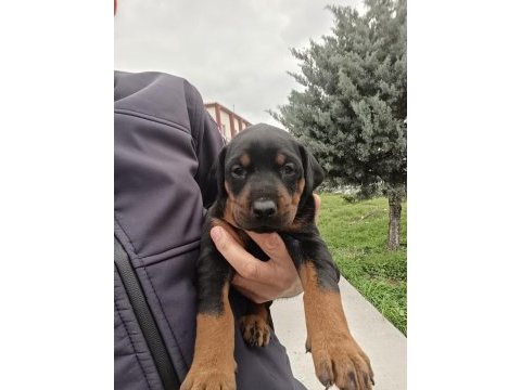 Doberman bebekler