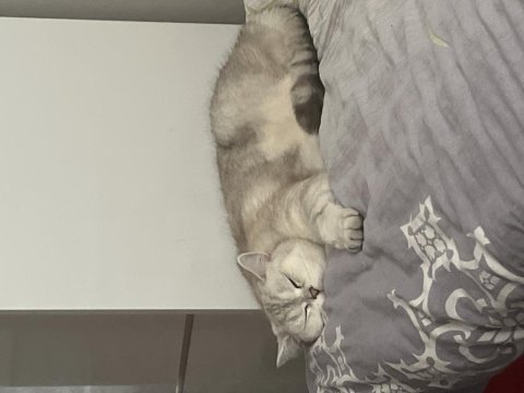 Mavi gözlü peluş yanaklı british dostumuza yuva arıyoruz
