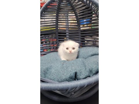 Scottish fold ve british yavrularımız