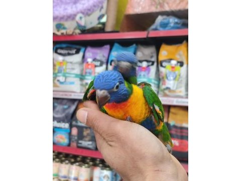 El besleme lori papağanları evlat isteyen??