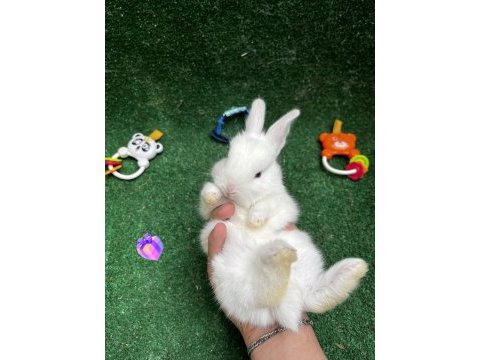 Özel cins yavru tavşanlar!