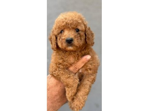 Standart poodle çok şeker yavrularım 