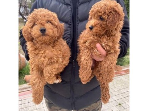 Dişi maltipoo yavrumuz