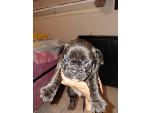 French bulldog 40 günlük
