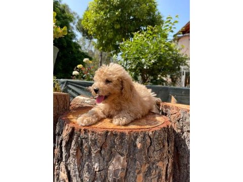 Kg garantili karma aşıları yapılmış poodle yavrularımız