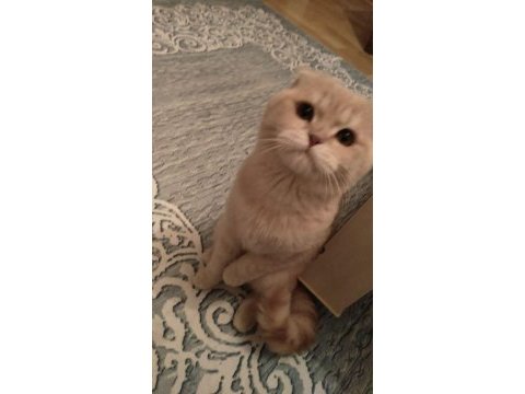 2 yaşında sağlıklı cipli scottish fold