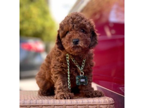 Safkan toy poodle yavrularımız