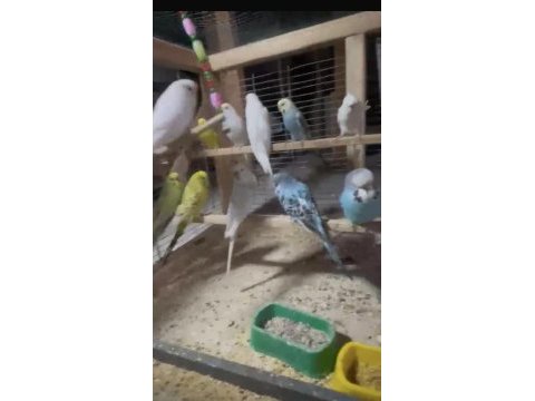 İster toplu ister takaslı damızlık muhabbetler