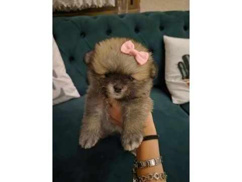 Belgeli aşılı pomeranian yavruları