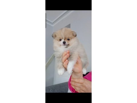 Pomeranian boo köpeği