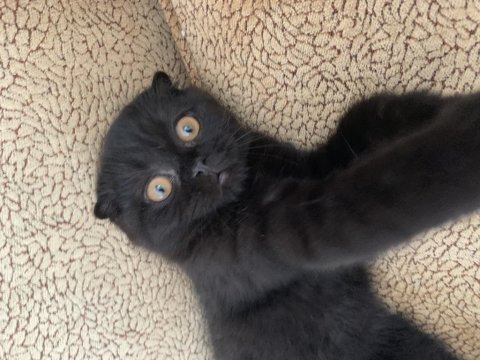 Scottish fold kedisi yavru cana yakin kedi tam cins