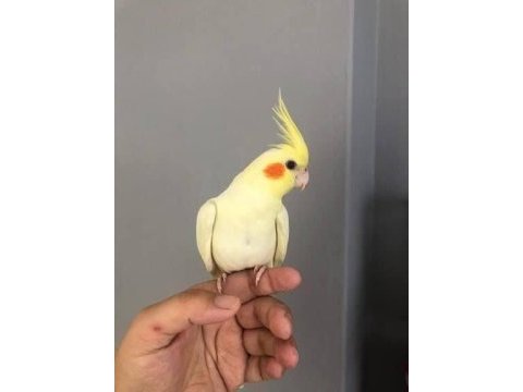 Çok konuşan lutino sultan papağanı