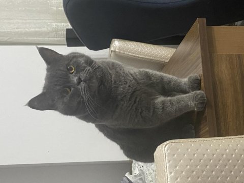 Erkek 1 yaş british shorthair