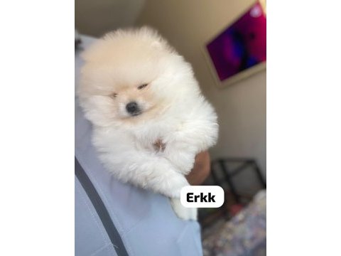 4 farklı dişi erkek pomeranian yavrular