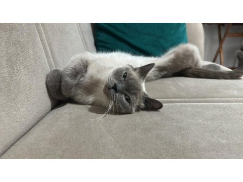 1.5 yaşındaki kedimi ücretsiz sahiplendiriyorum