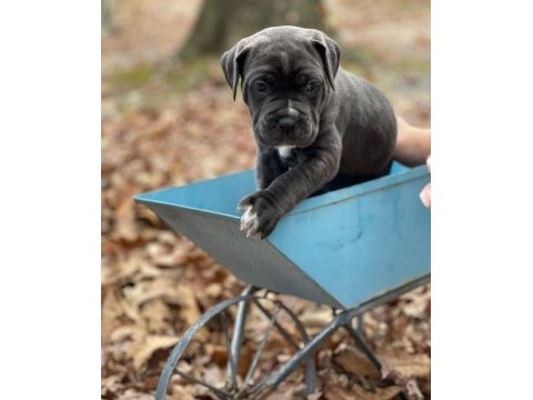 Cane corso bebekler sağlık ve ırk garantili teslim
