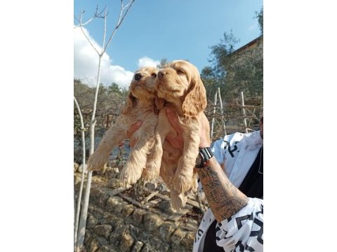 Safkan cocker yavruları