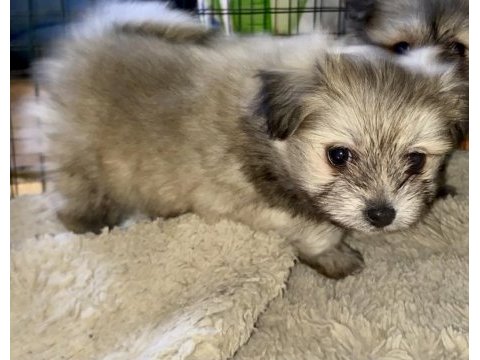 Pomeranian yavru köpeklerimiz