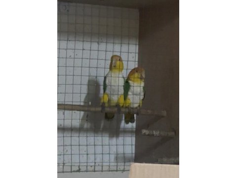 Hazır takım portakal caique