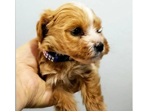 4 aylık maltipoo yavru