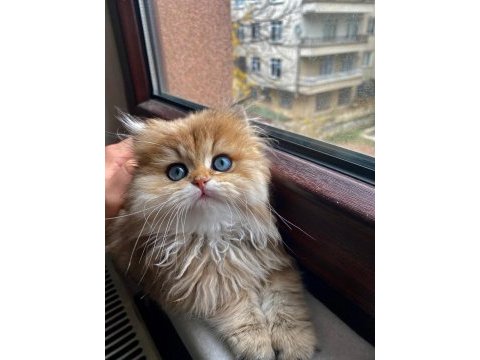 Muhteşem oyuncak golden bebekleriniz hazır