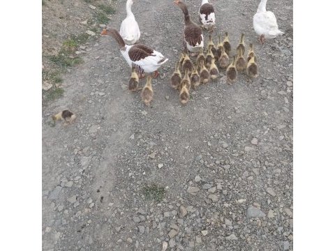 1 erkek ve 1 dişi beyaz mast kazı