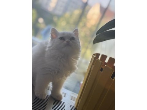2,5 aylık yavru chinchilla kediler
