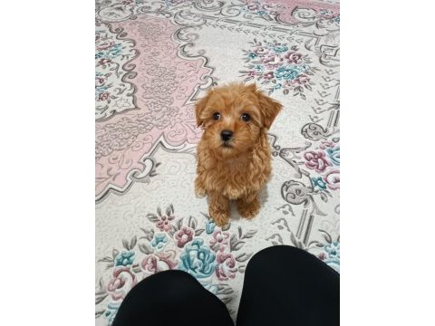 İşe gidip bakamadığım için acil maltipoo