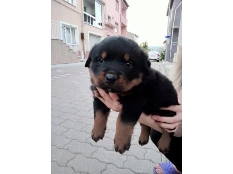 A kalite dişi rottweiler