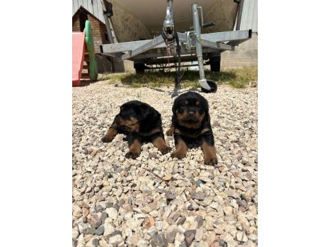 Üst segment dişi erkek rottweiler bebekler