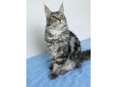 Maine coon saf kan silver tabby dişi