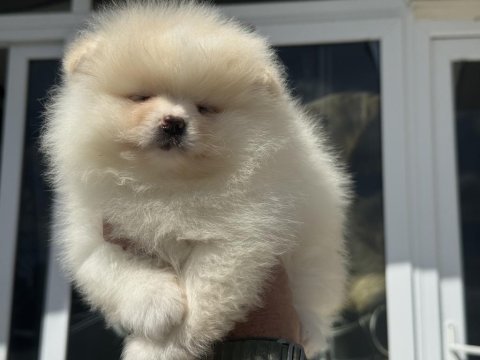 En güzel karbeyaz pomeranian boo yavrularımız