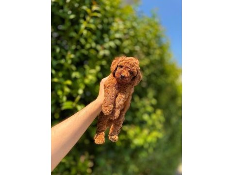 Toy poodle yavrularımız