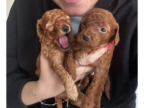 3 adet poodle yavrumuz sahiplendirilecektir