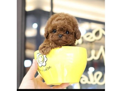 Sağlıklı ve aşılı toy poodle yavrularım