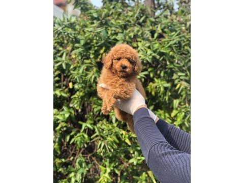 Red toy poodle yavru