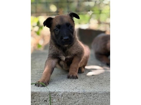 Safkan belçika kurdu malinois bebekler