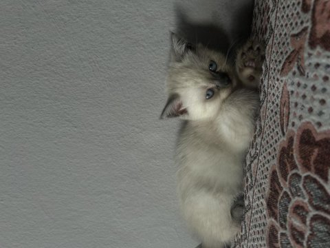 British blue point kedimiz
