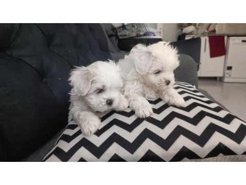 Teacup maltese bebeklerimiz