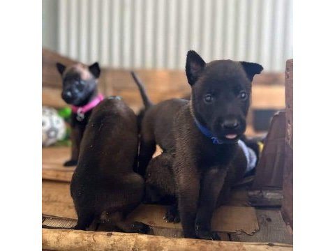Belçika malinois yavruları