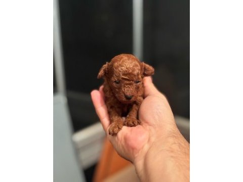 Baba kore anne toy red brown dişi poodle yavrular