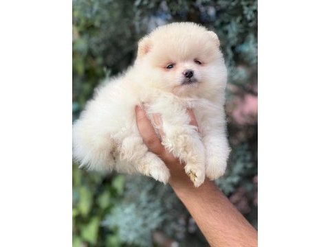 Üst kalite ayı surat yavrularımız pomeranian